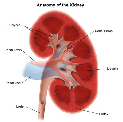 Anatomy of the Kidney